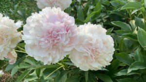 Пион Анатолий Скакодуб