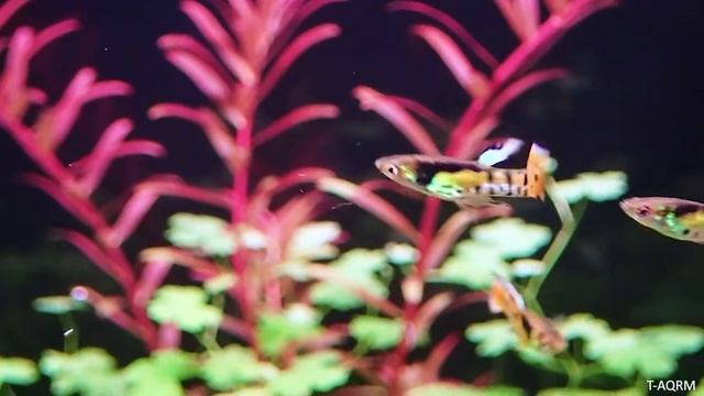 New Version - Yellow Tiger Endler Hybrid