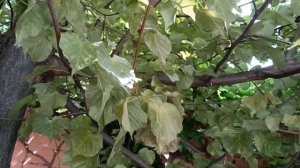 Признаки поражения липы паутинным клещом