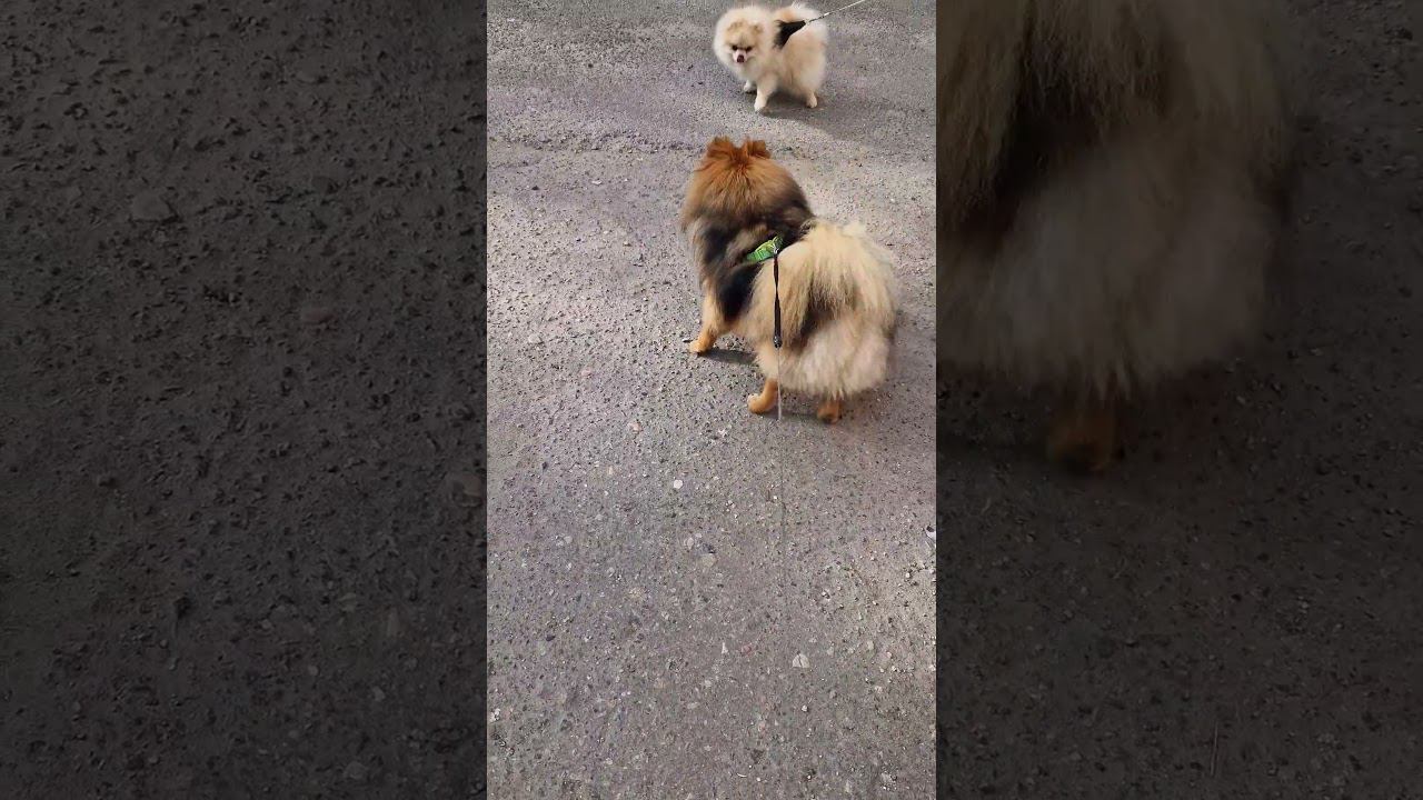 ▷Встреча шпицев◁ смотреть онлайн