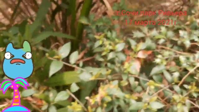 # Sochi#Лох-колючий смотреть онлайн