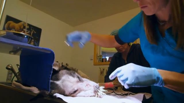Собака покусала дикобраза (The dog has bitten a porcupine) смотреть онлайн