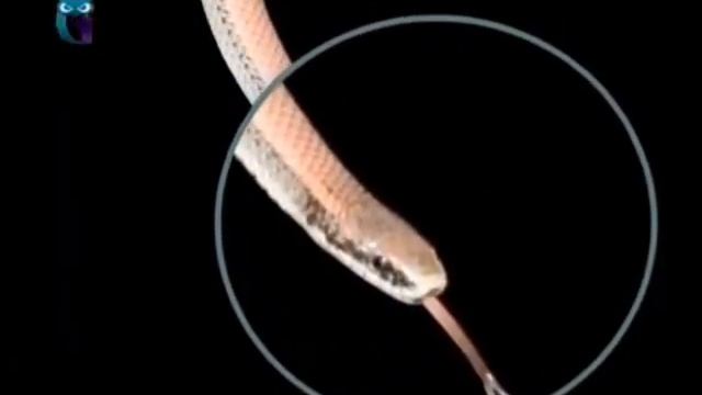 Толстоголовые змеи смотреть онлайн