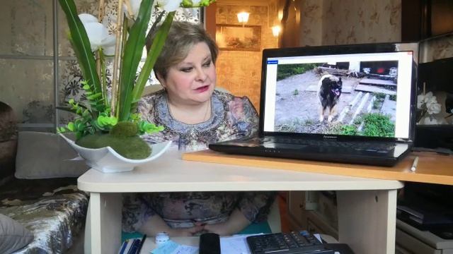 Мои четвероногие друзья. часть7 "Джексон" смотреть онлайн