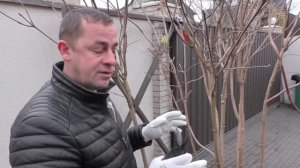 Формировка растений зонтом. Обрезка, формировка растений. Калина Гордовина, мульти-штамб.