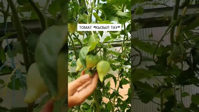 СОРТ ТОМАТА ИЗ АЛМАТЫ "КЫЗЫЛ ТАУ"? смотреть онлайн