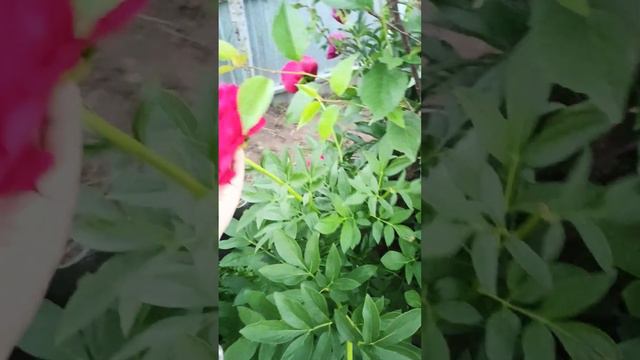 пион Carol смотреть онлайн