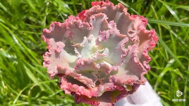 Echeveria ‘Cleopatra’