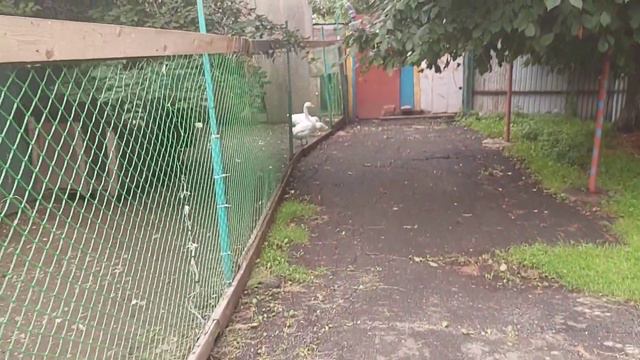 Санаторная, пляж Лагуна-Ривьера и Атака белок, Владивосток смотреть онлайн