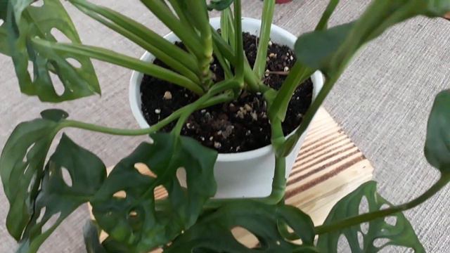 Monstera Adansonii / Monkey Mask / bakımı смотреть онлайн