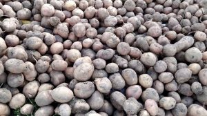 Аврора итог посада, выкапываем, собираем, плюс хранение.