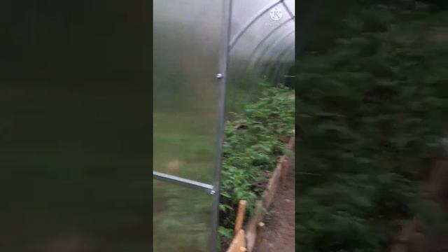 Социальный контракт Что можно купить Тепличный бизнес смотреть онлайн