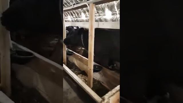 Коровник смотреть онлайн