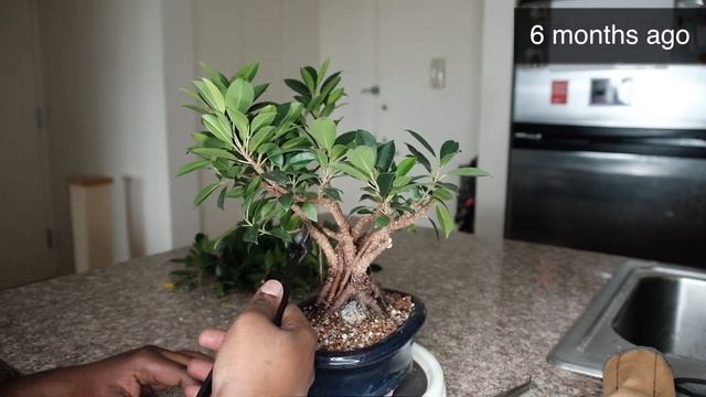 Tiger Bark Ficus microcarpa retusa indoor bonsai root over rock fusion 3 year progression - Dec 202 смотреть онлайн