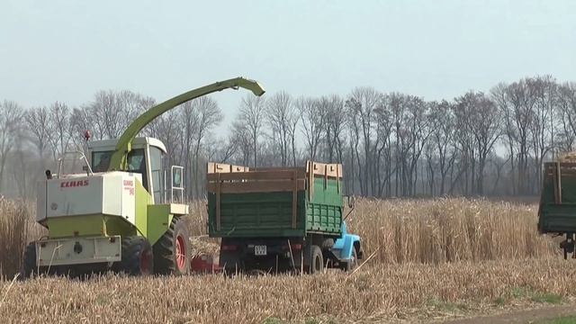 Збирання кормових та енергетичних культур (міскантус) смотреть онлайн