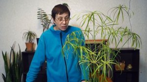 У циперуса желтеют листья. Ржавчина на папирусе