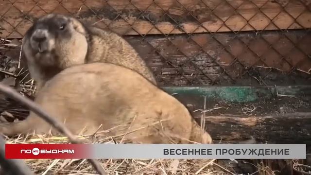 Сурки в Иркутском зоосаде вышли из спячки раньше обычного смотреть онлайн