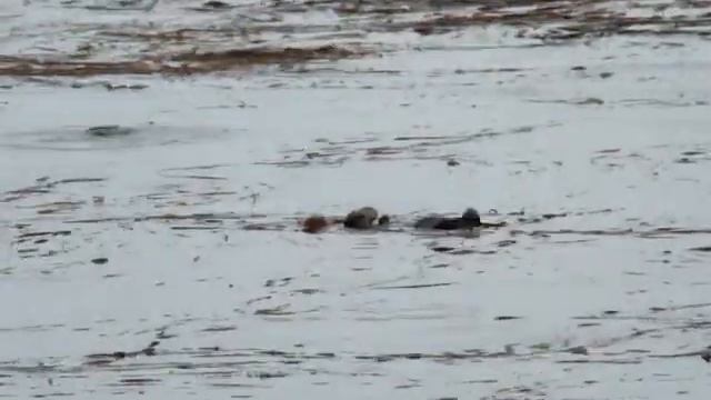 каланы / sea otters смотреть онлайн