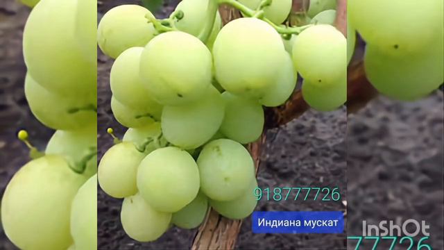 Лучшие виноград в Таджикистане у меня есть все эти сортов ватсап +992918777726 смотреть онлайн
