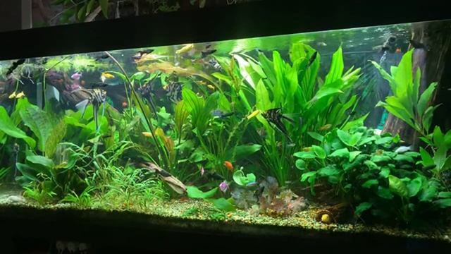 Вечер с домашним аквариумом, поболтаем ? смотреть онлайн