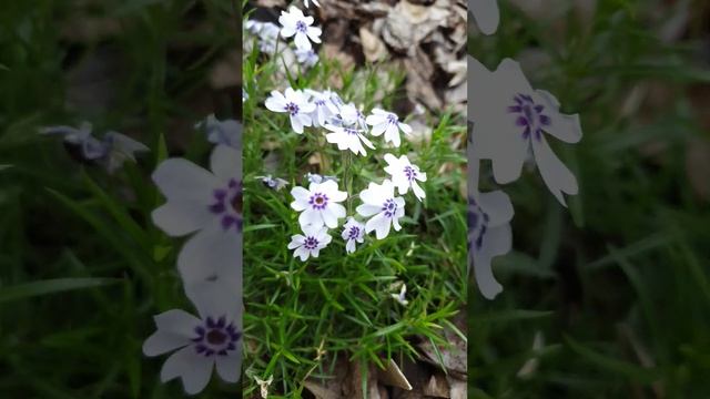 Флокс шиловидный Maischnee #бодровцветовод #флоксшиловидный #флоксы смотреть онлайн