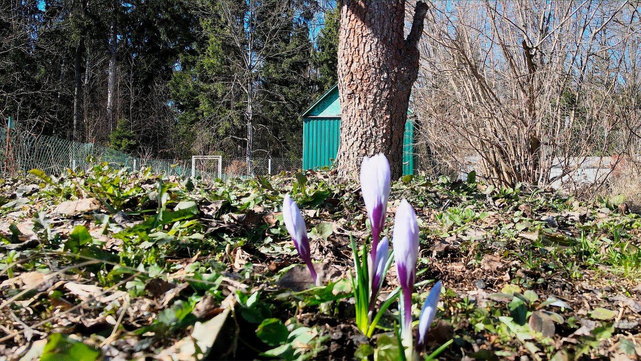 Огород под ЛЭП 5 апреля 2024