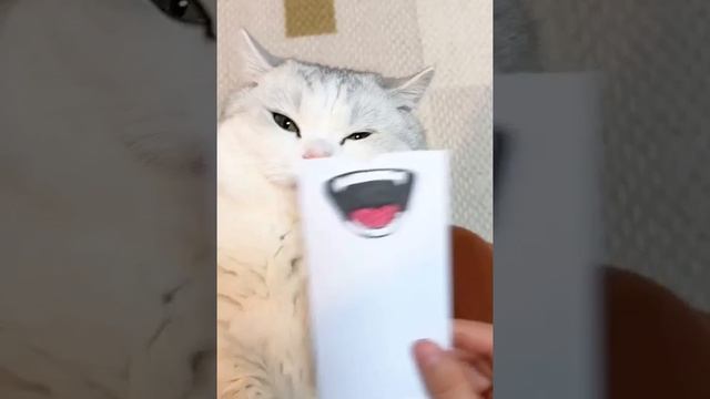 Милота смотреть онлайн
