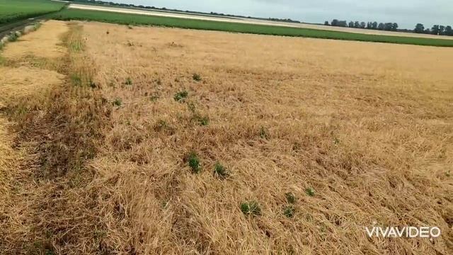 Уборка озимого ячменя не удалась. ДОН-1500Б смотреть онлайн