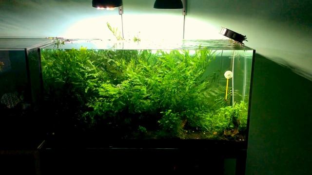 11 months old Bolbitis heudelotii смотреть онлайн