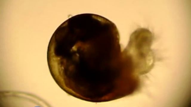 «Развитие  брюхоного моллюска рапаны Rapana Venosa (Val.)»