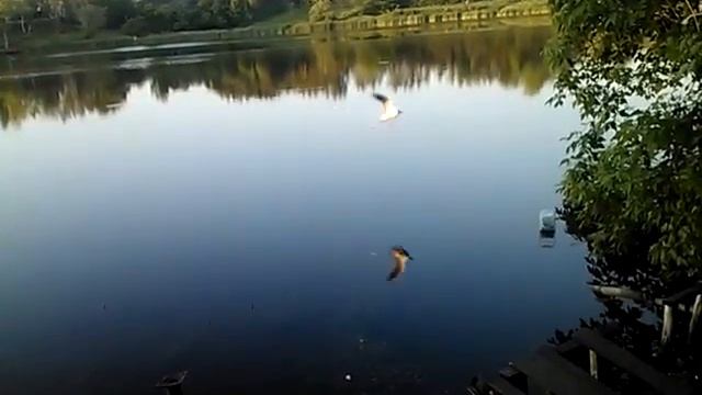 Озеро чайка ест рыбу с воды смотреть онлайн