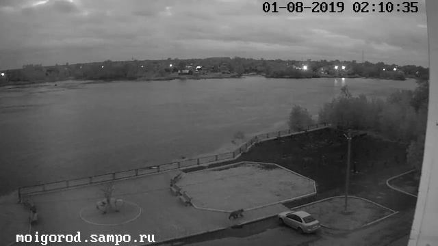 По центру города в Карелии гулял медведь