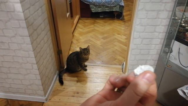 КОТ НОСИТ МЯЧИК