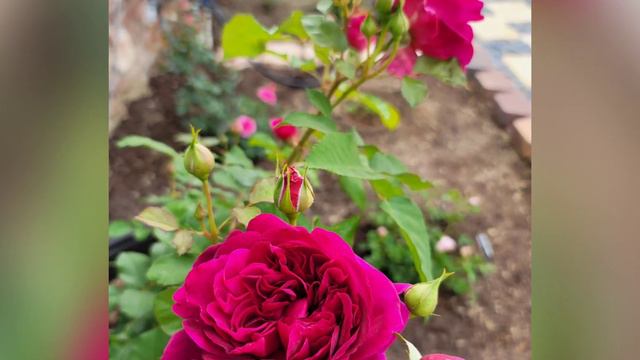 Hoa hồng Munstead Wood rose | by David Austin | Southern California, zone 10a смотреть онлайн