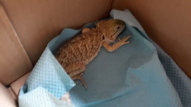 Первое видео в новом доме ? Распаковка нового дракона ? Новогоднее чудо смотреть онлайн