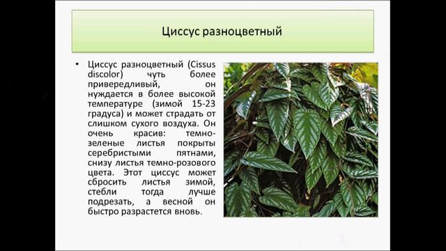 Циссус, комнатный виноград, смотреть онлайн