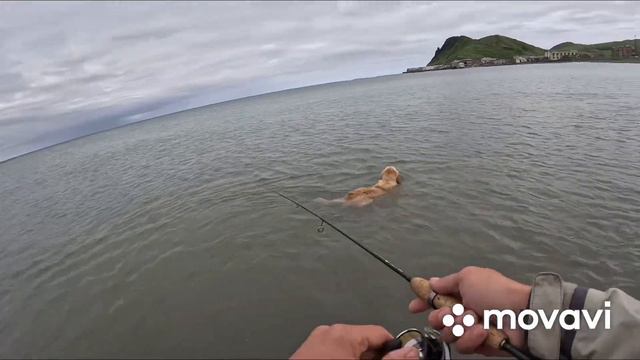 С псом за Симой. Закрытие сезона Симы смотреть онлайн