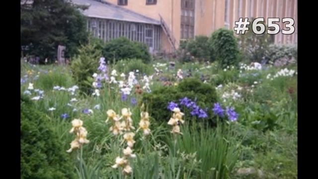 #653. Ирисы - самые лучшие цветы смотреть онлайн