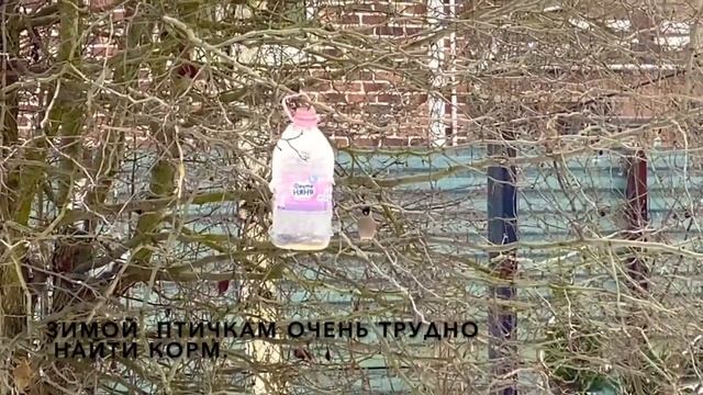 Покормите птичек холодной зимой.Семечки для птиц. смотреть онлайн