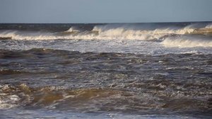 Грушевидная брусника