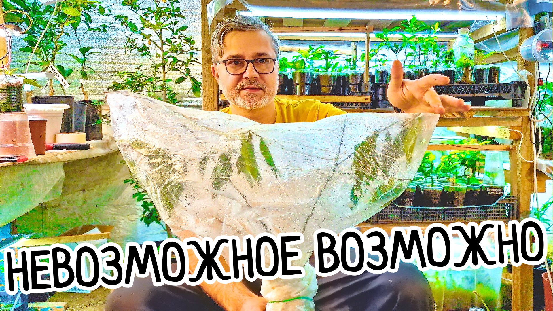 Я в ШОКЕ, тоже не ВЕРИЛ! Результат укоренения БОЛЬШОГО лимона во мху! Отличные корни черенка. смотреть онлайн