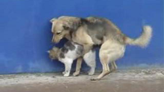 кошка и собака смотреть онлайн