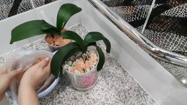 Пеностекло для орхидей. Мой опыт. Как растёт орхидея в пеностекле. Неорганический грунт для орхидей смотреть онлайн