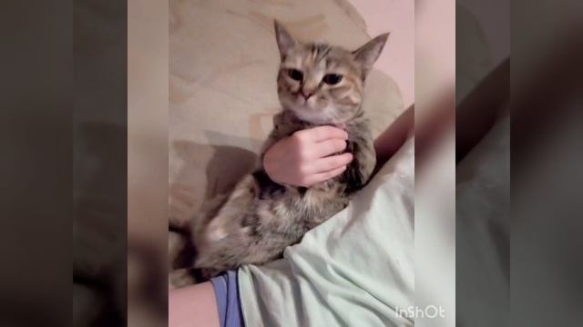 Моя красивая кошечка, картинки смотреть онлайн