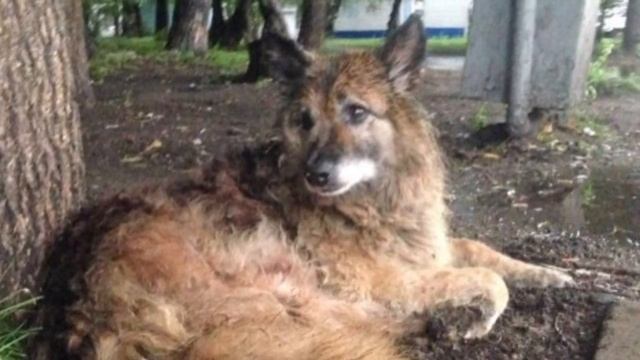 Этот пёсик 12 лет ждал своего хозяина .. Но так и не дождался. Русский хатико.. смотреть онлайн
