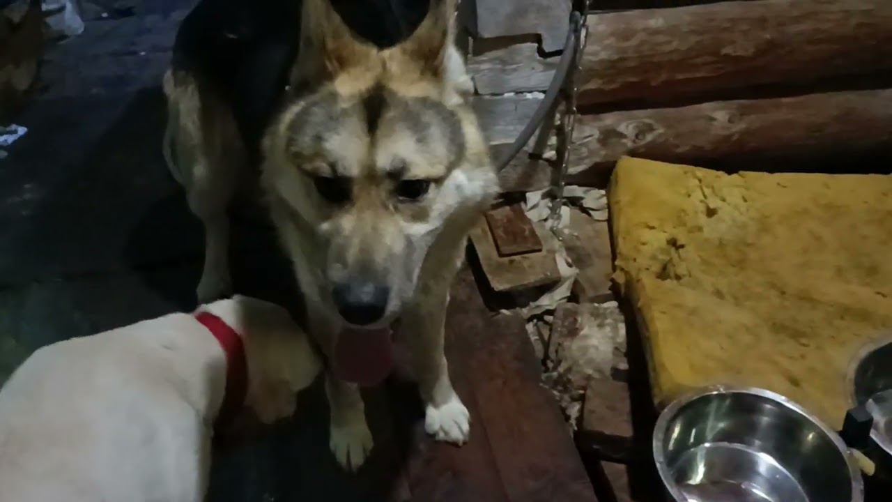 Малай и Рыська играют вместе! смотреть онлайн