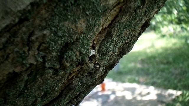 Кто знает, что за жук такой? смотреть онлайн