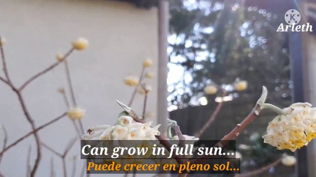 Edgeworthia (paper Bush) Fragrant Flowers,  Flores Con Fragancia