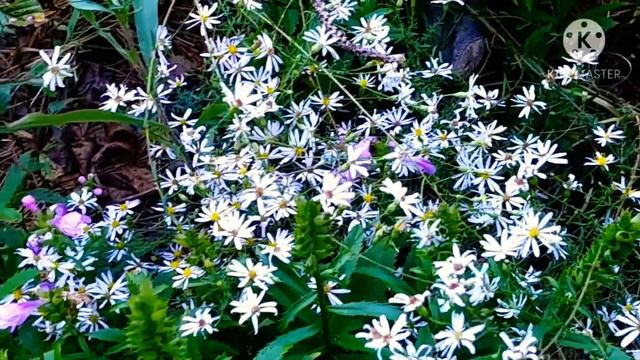 asters in the garden смотреть онлайн