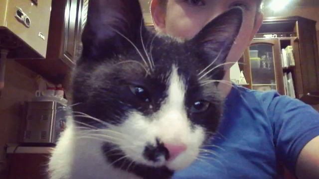 Мои животные которые не всегда дружат. смотреть онлайн